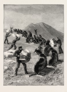 THE AMERICAN FISHERIES QUESTION, DRIVING SEALS TO THE KILLING PLACE, BEHRING'S STRAITS, US, USA,