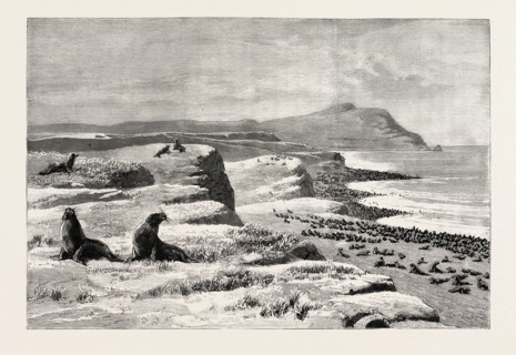 THE AMERICAN FISHERIES QUESTION, FUR SEAL ROOKERY IN THE PRIBYLOV ISLANDS, US, USA, America, United