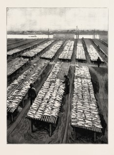 THE AMERICAN FISHERIES QUESTION, COD DRYING ON FLAKES AT GLOUCESTER, MASSACHUSETTS, US, USA,
