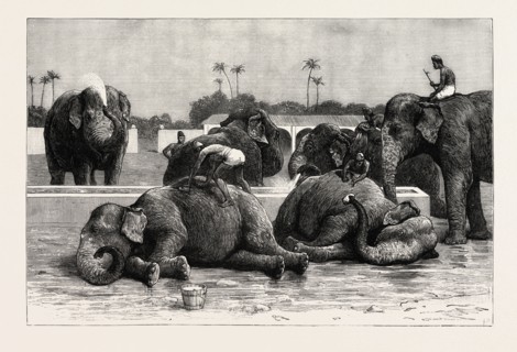 ELEPHANTS IN INDIA, THE MORNING BATH BEFORE BREAKFAST, engraving 1890, engraved image, history,