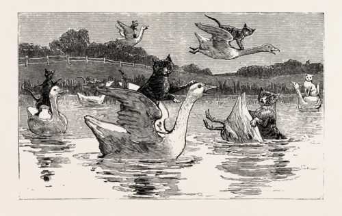 To show them his poultry, he turned them all loose, When each nimbly leaped on the back of a goose