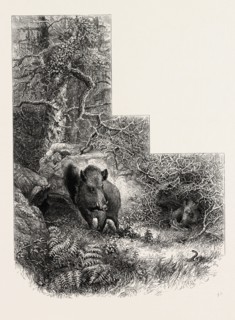 A Lair in the Forest of Fontainebleau, France, 19th century engraving