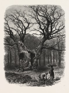William the Conqueror's Oak, Windsor, UK, U.K., Britain, British, Europe, United Kingdom, Great
