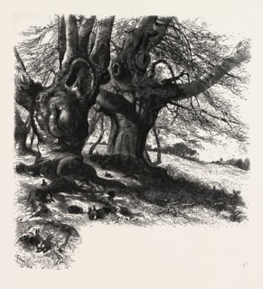 Burnham Beeches, the forest scenery of Great Britain, UK, U.K., Britain, British, Europe, United