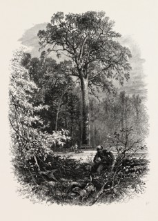 The Victoria Oak, Windsor Forest, the forest scenery of Great Britain, UK, U.K., Britain, British,