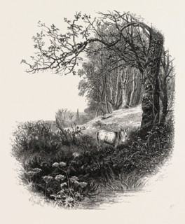 High Beech, Epping Forest, the forest scenery of Great Britain, UK, U.K., Britain, British, Europe,