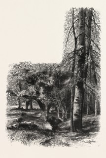 In the New Forest, near Lyndhurst, the forest scenery of Great Britain, UK, U.K., Britain, British,