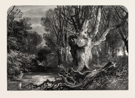 IN THE NEW FOREST, LYMINGTON, UK, Great Britain, United Kingdom, 19th century engraving