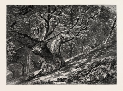 AT CONEY HILL, HAYES COMMON, KENT, UK, Great Britain, United Kingdom, 19th century engraving
