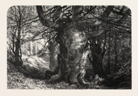 BURNHAM BEECHES, UK, Great Britain, United Kingdom, 19th century engraving