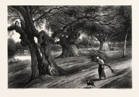 Burnham Beeches, UK, Great Britain, United Kingdom, 19th century engraving