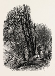 In Cliefden Woods, SCENERY OF THE THAMES, UK, U.K., Britain, British, Europe, United Kingdom, Great