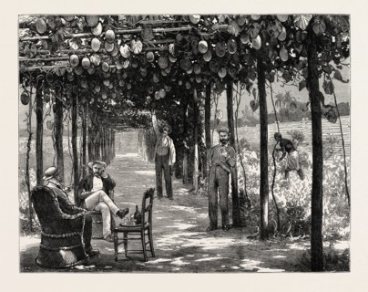 VINERY OF MARACITJA, AT EMBOMA, CONGO RIVER, COAST OF AFRICA