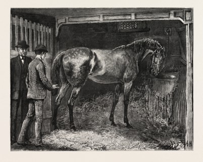 DRAWN BY ARTHUR HOPKINS, HORSE, STABLE, engraving 1884, life in Britain, UK, britain, british,