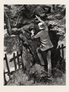 DRAWN BY ARTHUR HOPKINS, THE TREE, engraving 1884, life in Britain, UK, britain, british, europe,