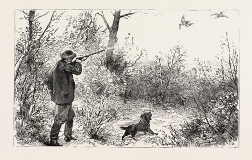 WOODCOCK SHOOTING, engraving 1884