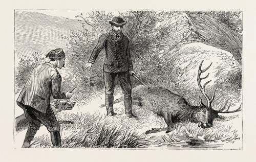 NO NEED FOR THE COUP DE GRACE, engraving 1884, HUNT, HUNTING