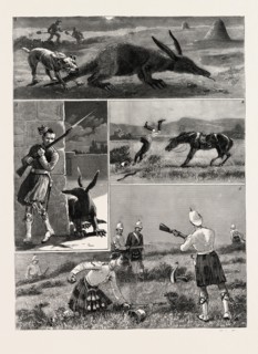 SOUTH AFRICA, I. Capture of an Aard Vark or Earth Pig. 2. A Sentinel Surprised by the Aard Vark. 3.