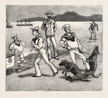 BY JOVE, THOSE DOGS SEEM TO HAVE TAKEN QUITE A LIKING TO MY MEN, engraving 1884