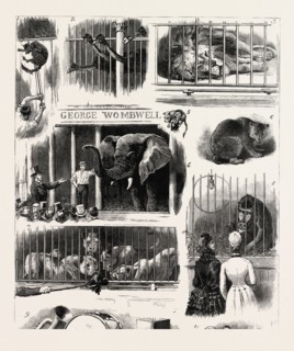 SALE OF THE ROYAL WINDSOR CASTLE MENAGERIE, I. How to Move a Wild Cat or Devil. 2. How Much For Us