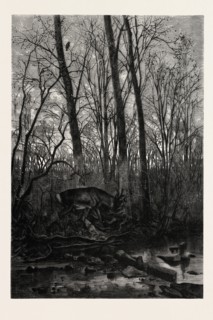 FOREST SCENE IN SPRING, engraving 1882