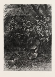 THE WOLF IN ITS LAIR, ENGRAVING 1882