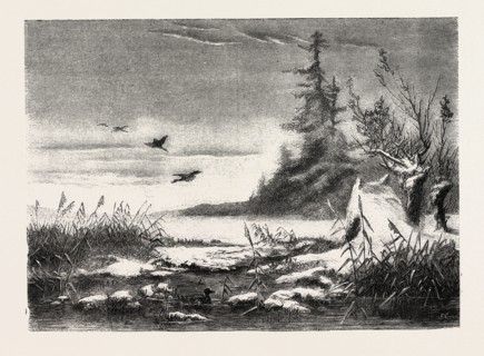 AMBUSH FOR DUCK SHOOTING, ENGRAVING 1882