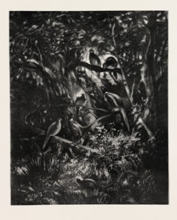 THE PHEASANTS' HOME, ENGRAVING 1882