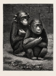 THE GORILLA AND CHIMPANZEE EXHIBITED AT THE CRYSTAL PALACE, LONDON, ENGRAVING 1879, UK, britain,