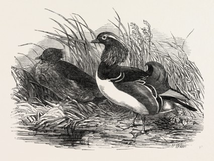 MANDARIN DUCKS, 1851 engraving
