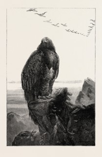 THE EAGLE'S THRONE PAINTED BY J. WOLF, EXHIBITION OF THE BRITISH INSTITUTION, UK, 1851 engraving