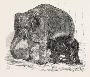 ELEPHANT CALF, IN THE MENAGERIE OF THE ZOOLOGICAL SOCIETY, REGENT'S PARK, LONDON, UK, 1851