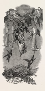 HUMMING BIRDS, FROM MR. GOULD'S COLLECTION, IN THE GARDENS OF THE ZOOLOGICAL SOCIETY, REGENT'S