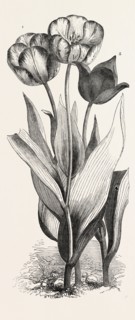1. SEEDLING TULIP, RAISED BY MR. GROOM. 2. FEATHERED BIZARD TULIP: DR. HORNER 3. WILD TULIP OF THE