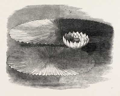 VICTORIA REGIA, IN FLOWER, AT MESSRS. WEEKS'S, KING'S ROAD NURSERY, CHELSEA, LONDON, UK, 1851