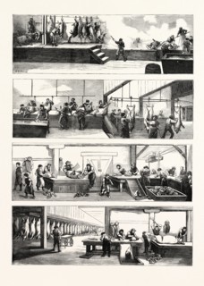 AMERICAN INDUSTRY AND COMMERCE, HOG-SLAUGHTERING AT CINCINNATI, UNITED STATES OF AMERICA, US, USA,