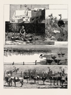 1. Artificial Incubation. 2. A Bird disturbed from its Nest. 3. Indian Coolie nursing Young Birds.