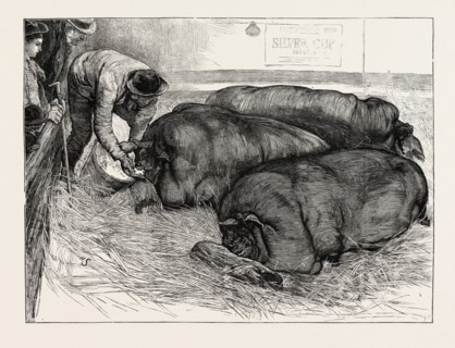 THE FINISHING TOUCH: A SKETCH FROM LIFE AT THE SMITHFIELD CLUB SHOW, UK, 1873 engraving