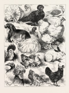 THE POULTRY, PIGEON, AND RABBIT SHOW AT THE CRYSTAL PALACE, LONDON, UK; Fantail, Bart, Lop eared