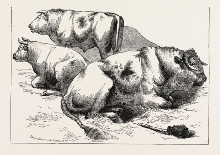 COWS AND BULLS, BY EDWIN LANDSEER, 1802-1873, PAINTER, 1873 engraving
