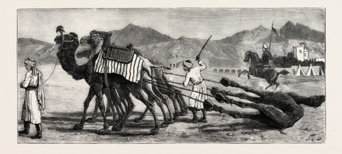 THE CAMPAIGN IN AFGHANISTAN: A CAMEL'S FUNERAL PROCESSION