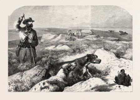 GROUSE SHOOTING, FROM A DRAWING BY HARRISON WEIR, 1860 engraving