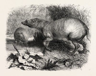 THE BABIRUSSA, RECENTLY ADDED TO THE ZOOLOGICAL SOCIETY'S GARDENS, REGENT'S PARK, LONDON, UK, 1860