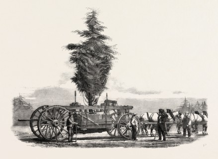 REMOVAL OF A LARGE, TREE FROM CHISWICK TO THE NEW GARDENS OF THE HORTICULTURAL SOCIETY AT SOUTH