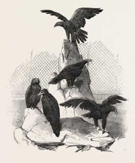 AUSTRALIAN EAGLES IN THE MENAGERIE OF THE ZOOLOGICAL SOCIETY, REGENT'S PARK, LONDON, UK