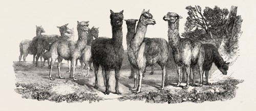 ALPACAS, IN THE KNOWSLEY MENAGERIE, UK