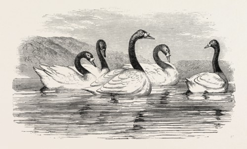 BLACK-NECKED SWANS, IN THE KNOWSLEY AVIARY, UK