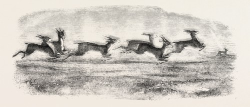 THE EARL OF DERBY'S MENAGERIE, AT KNOWSLEY, UK: HERD OF INDIAN ANTELOPES