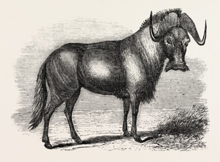 SALE OF THE KNOWSLEY MENAGERIE: GNU