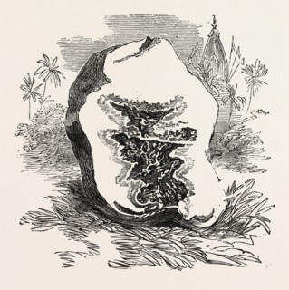 SECTION OF DARJEELING POTATO AFFECTED WITH THE ROT